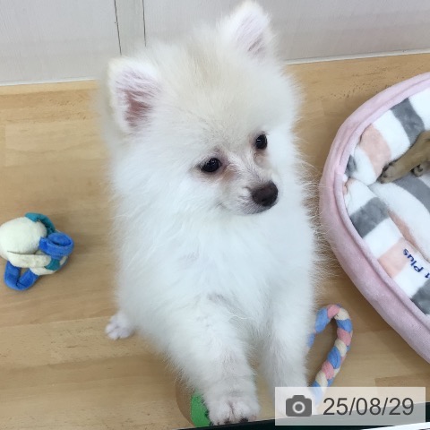 ポメラニアンの写真