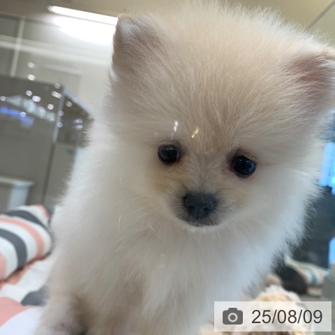 ポメラニアンの写真