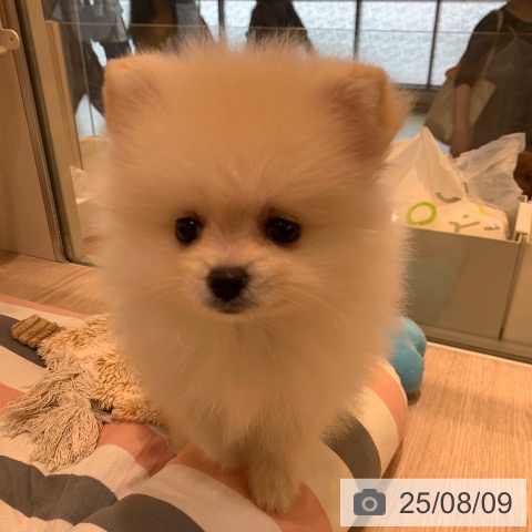 ポメラニアンの写真