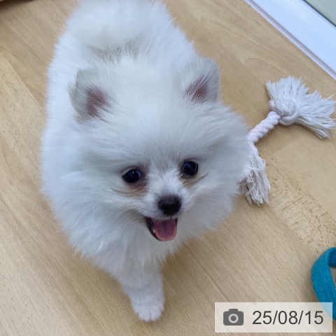 ポメラニアンの写真