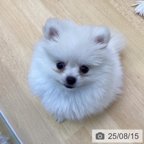 ポメラニアンの写真