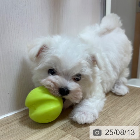 マルチーズの写真