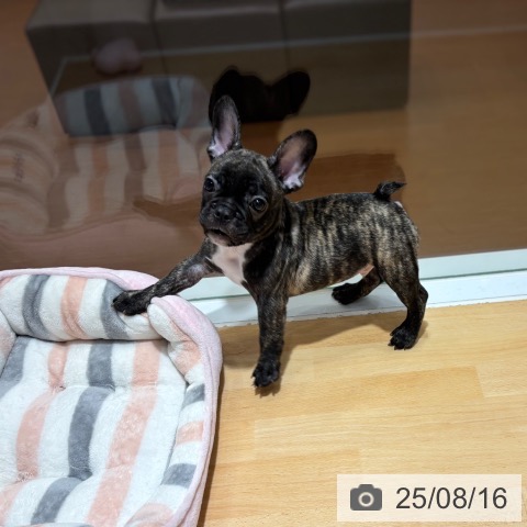 フレンチ・ブルドッグの写真