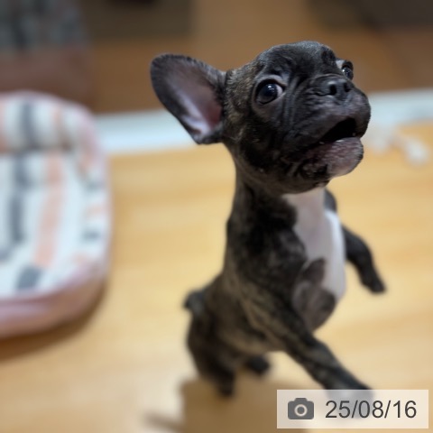 フレンチ・ブルドッグの写真