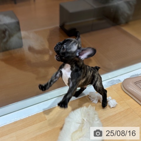 フレンチ・ブルドッグの写真