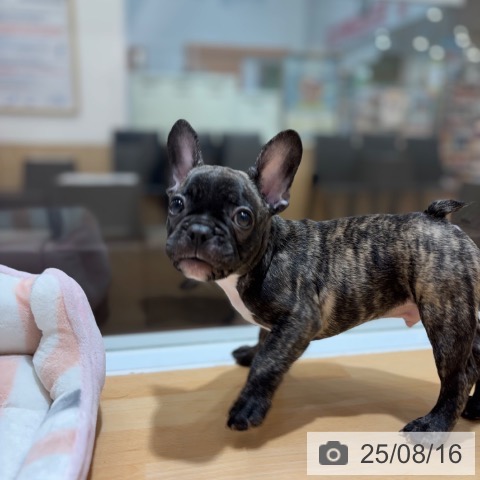 フレンチ・ブルドッグの写真