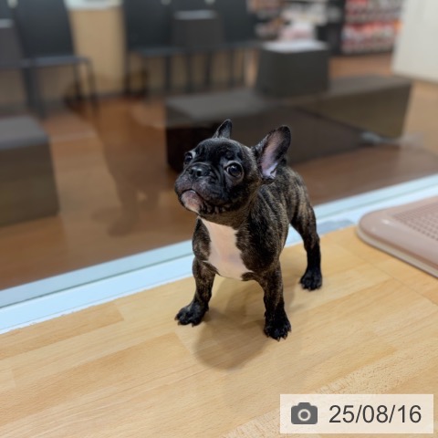フレンチ・ブルドッグの写真