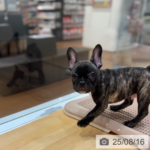 フレンチ・ブルドッグの写真