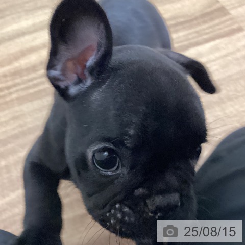 フレンチ・ブルドッグの写真