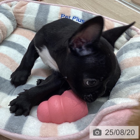 フレンチ・ブルドッグの写真