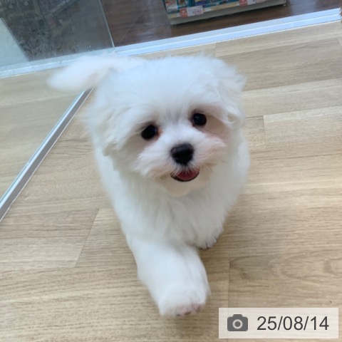 マルチーズの写真