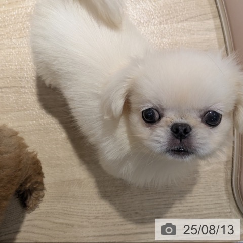 ペキニーズの写真
