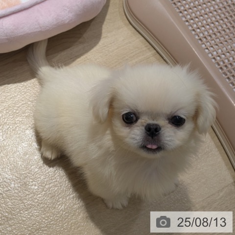 ペキニーズの写真