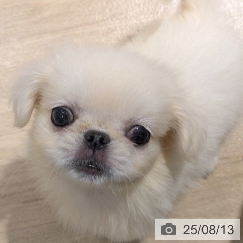 ペキニーズの写真
