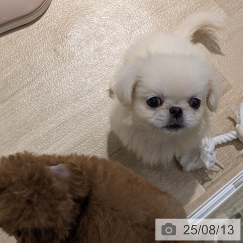 ペキニーズの写真