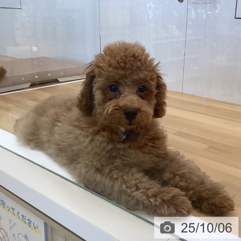 トイ・プードルの写真