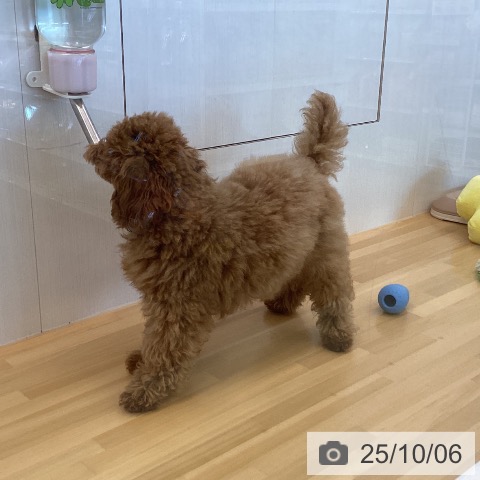 トイ・プードルの写真