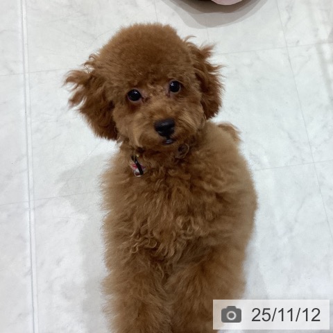 トイ・プードルの写真