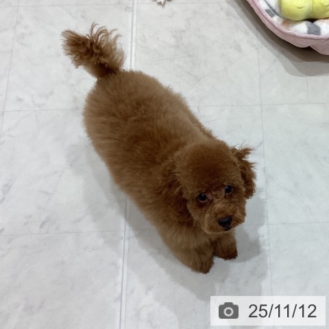 トイ・プードルの写真