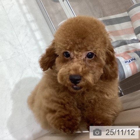 トイ・プードルの写真