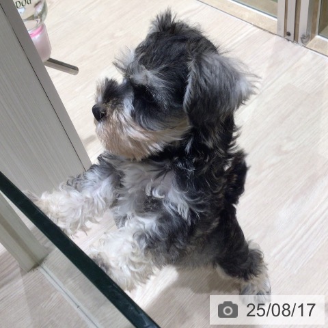 ミニチュア・シュナウザーの写真