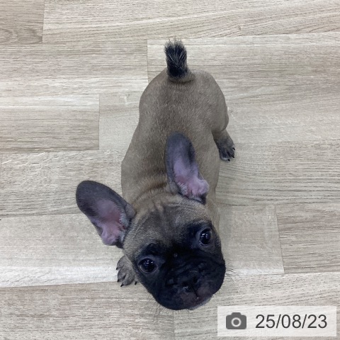 フレンチ・ブルドッグの写真