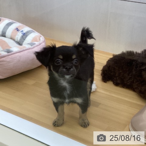 チワワの写真