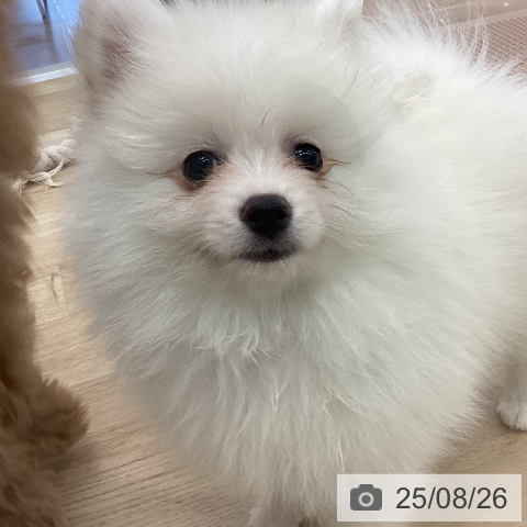 ポメラニアンの写真
