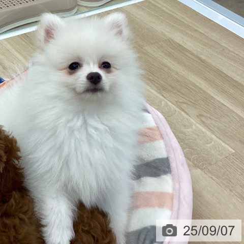 ポメラニアンの写真