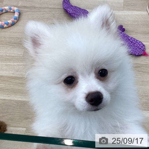 ポメラニアンの写真