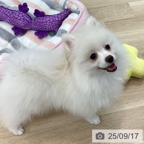 ポメラニアンの写真