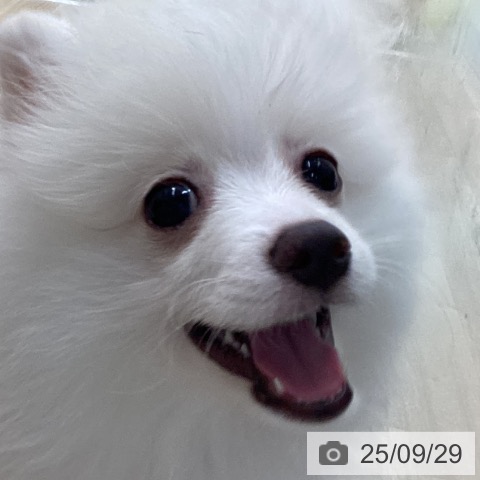 ポメラニアンの写真