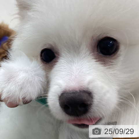 ポメラニアンの写真