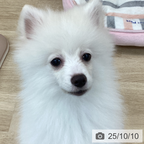 ポメラニアンの写真
