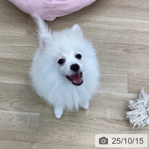 ポメラニアンの写真