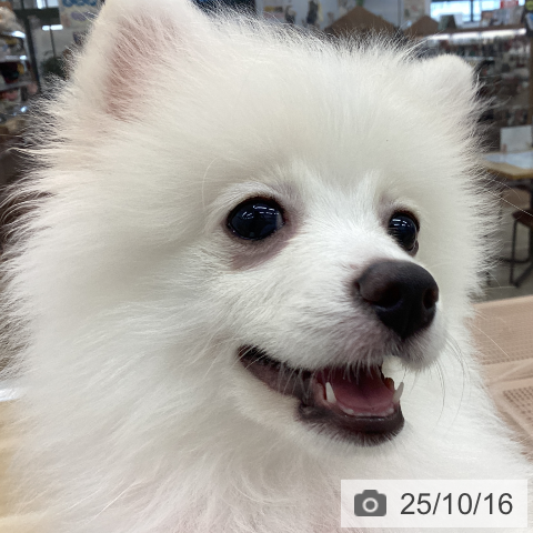 ポメラニアンの写真