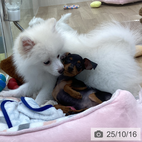 ポメラニアンの写真