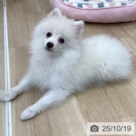 ポメラニアンの写真