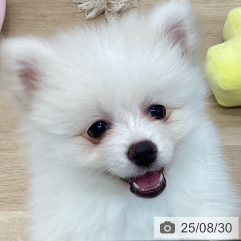 ポメラニアンの写真