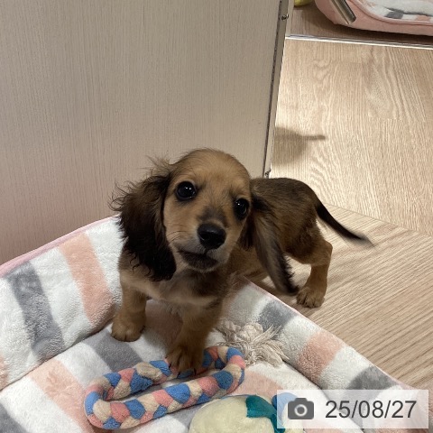 ミニチュア・ダックスフンドの写真