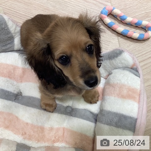 ミニチュア・ダックスフンドの写真