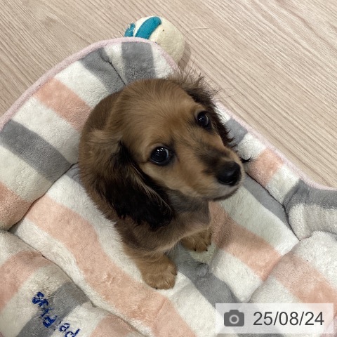 ミニチュア・ダックスフンドの写真