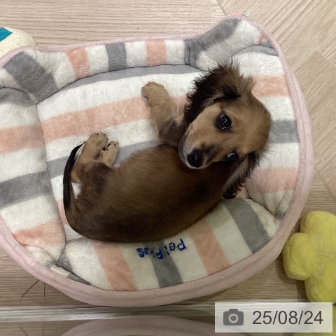 ミニチュア・ダックスフンドの写真