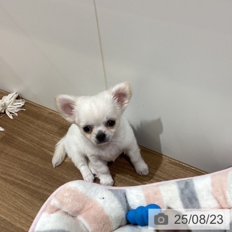チワワの写真