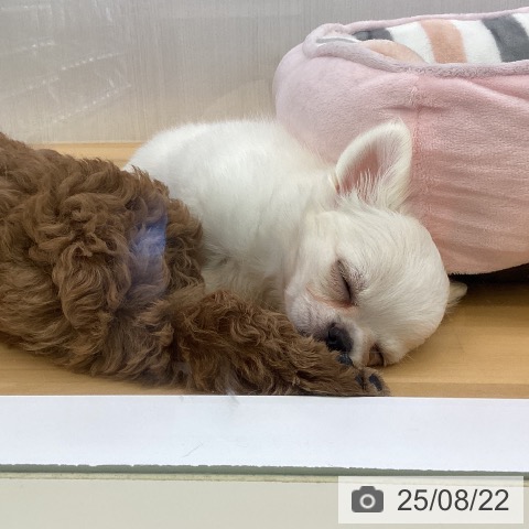チワワの写真