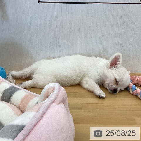 チワワの写真