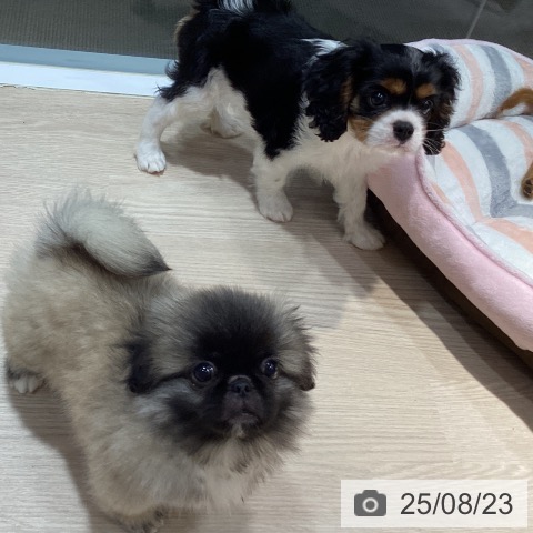 ペキニーズの写真