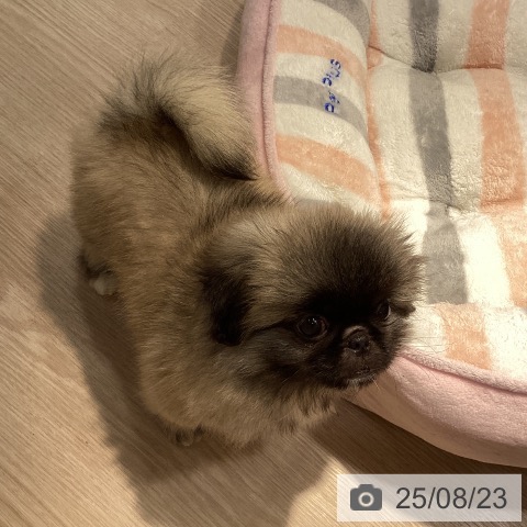 ペキニーズの写真