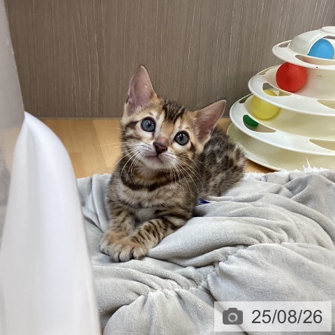 ベンガルの写真