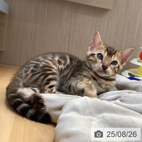 ベンガルの写真